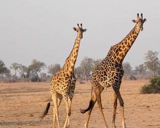 Pourquoi la girafe a-t-elle un si long cou?