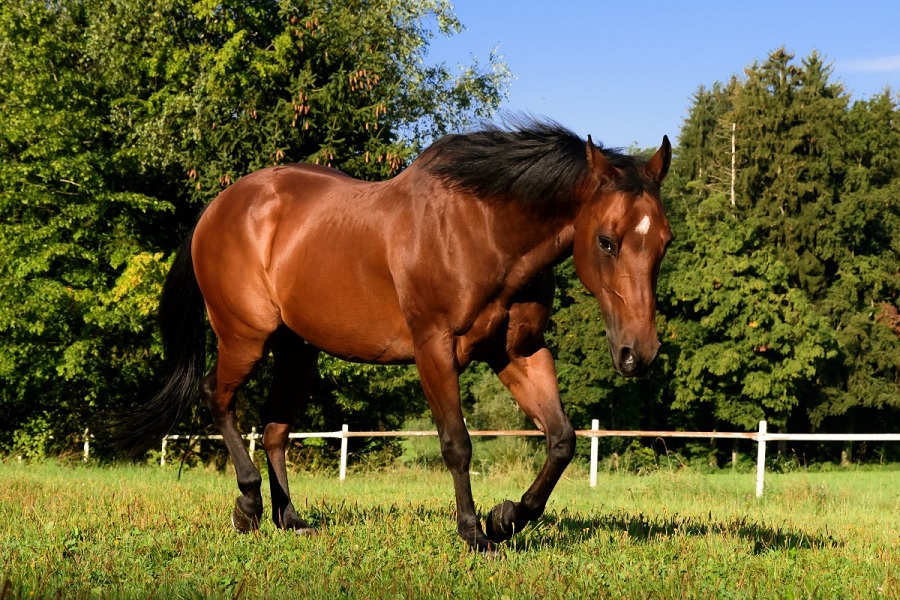 bien nourrir son cheval est essentiel