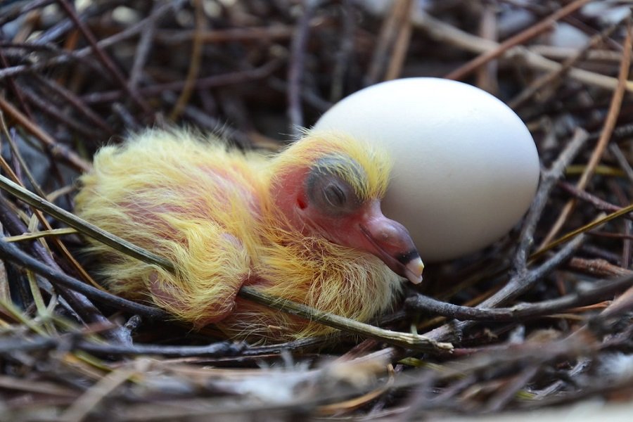 un bébé pigeon et un oeuf dans un nid