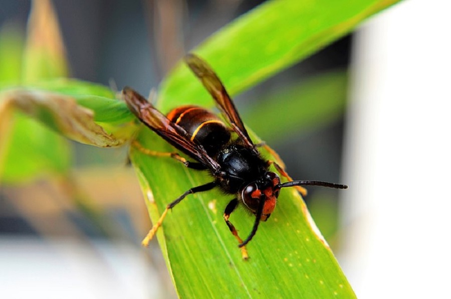 Quels sont les insectes les plus dangereux en France - le frelon asiatique