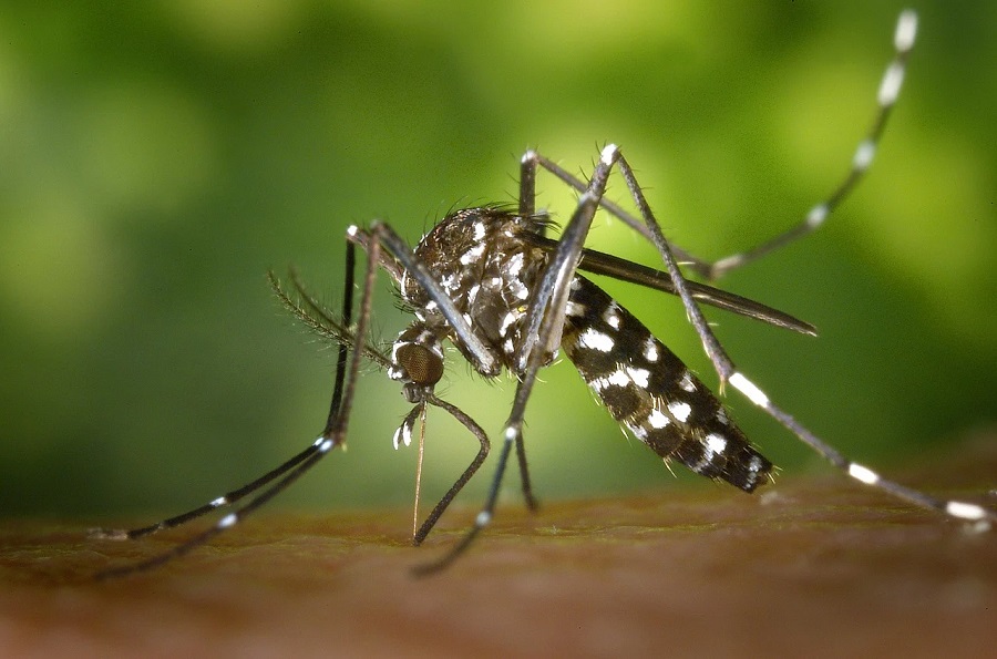 le moustique tigre est l'un des insectes les plus dangereux en France