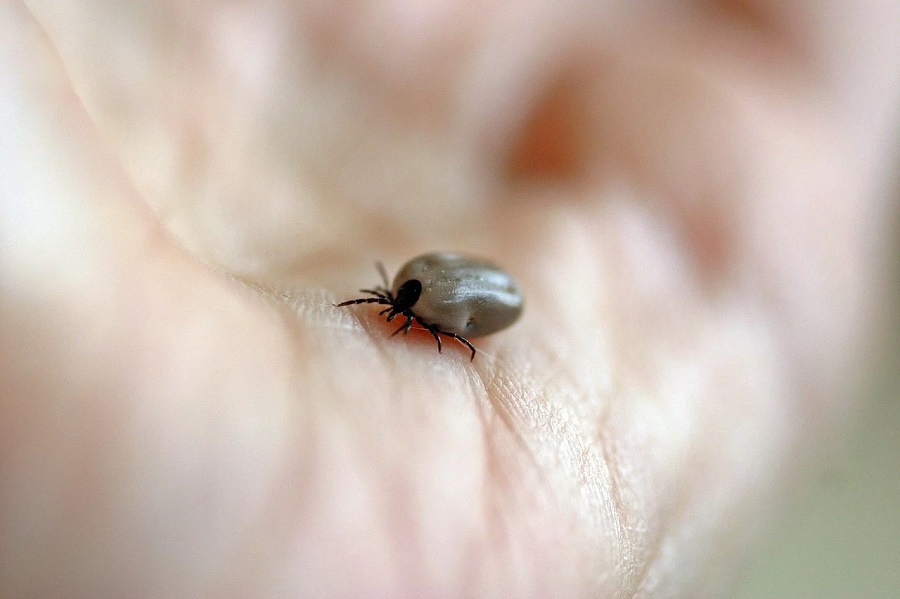 La tique est l'un des insectes les plus dangereux en France
