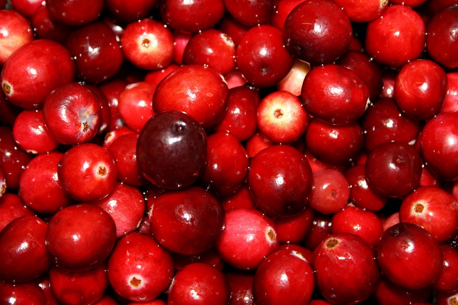 Canneberges, très bons fruits pour l'hiver