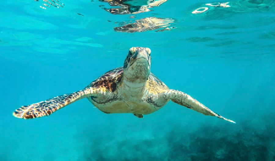 Une tortue nageant dans les eaux claires de la Barbade.
