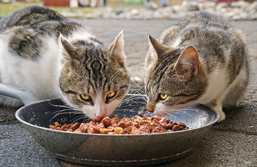 Chats en train de se nourrir